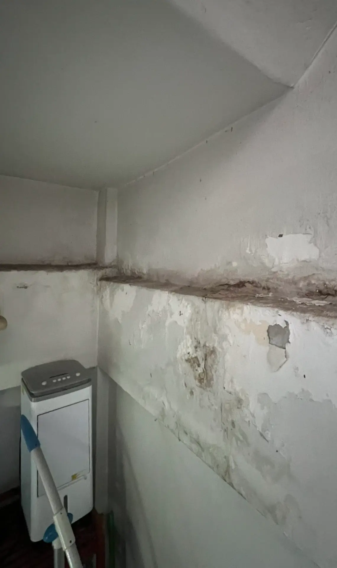 รากไม้ไชทะลุเข้าภายในผนังบ้าน