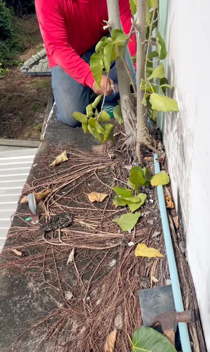 กำลังตัดหรือแซะเอารากออก