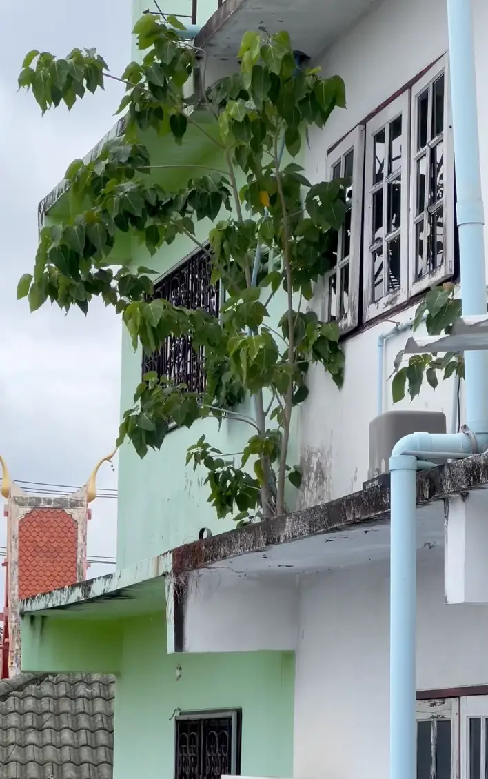 ต้นโพธิ์กำลังโตบนคอนกรีต