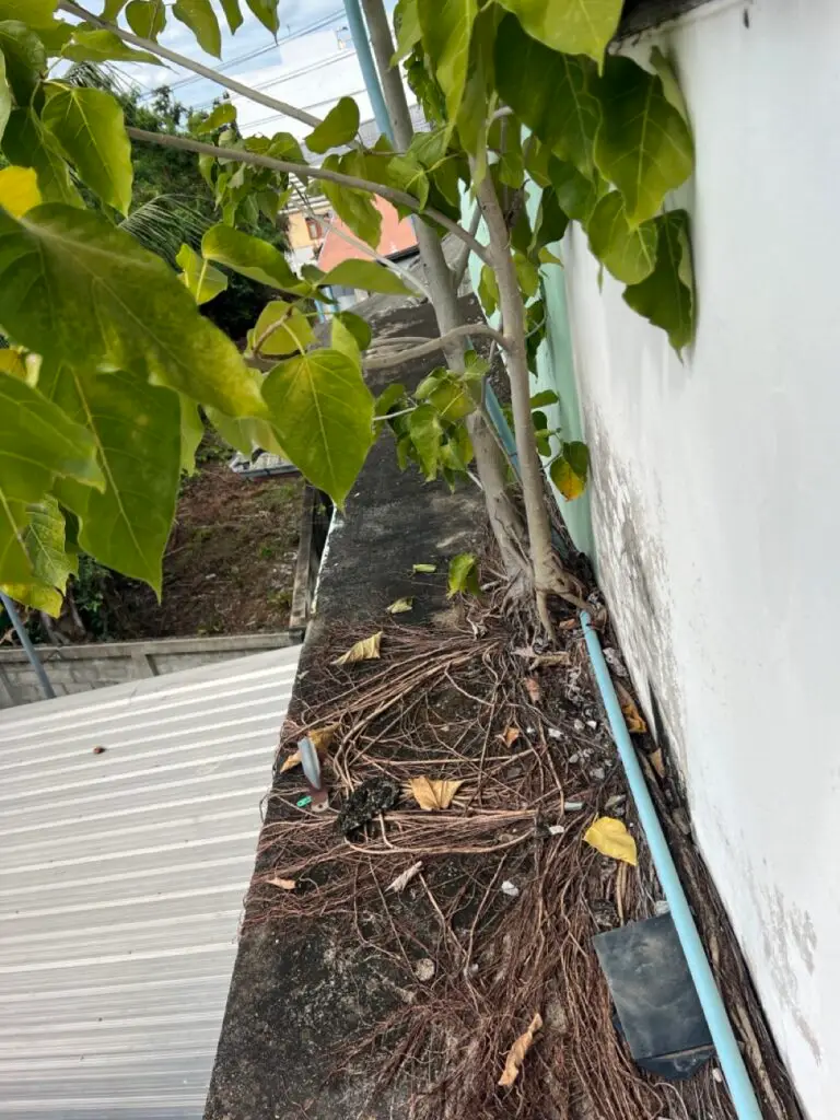 เตือนภัย! ต้นโพธิ์ขึ้นระเบียง รากชอนไชทำคอนกรีตระเบิด เหล็กเป็นสนิม (คลิป) ต้นโพธิ์บนระเบียงดาดฟ้า