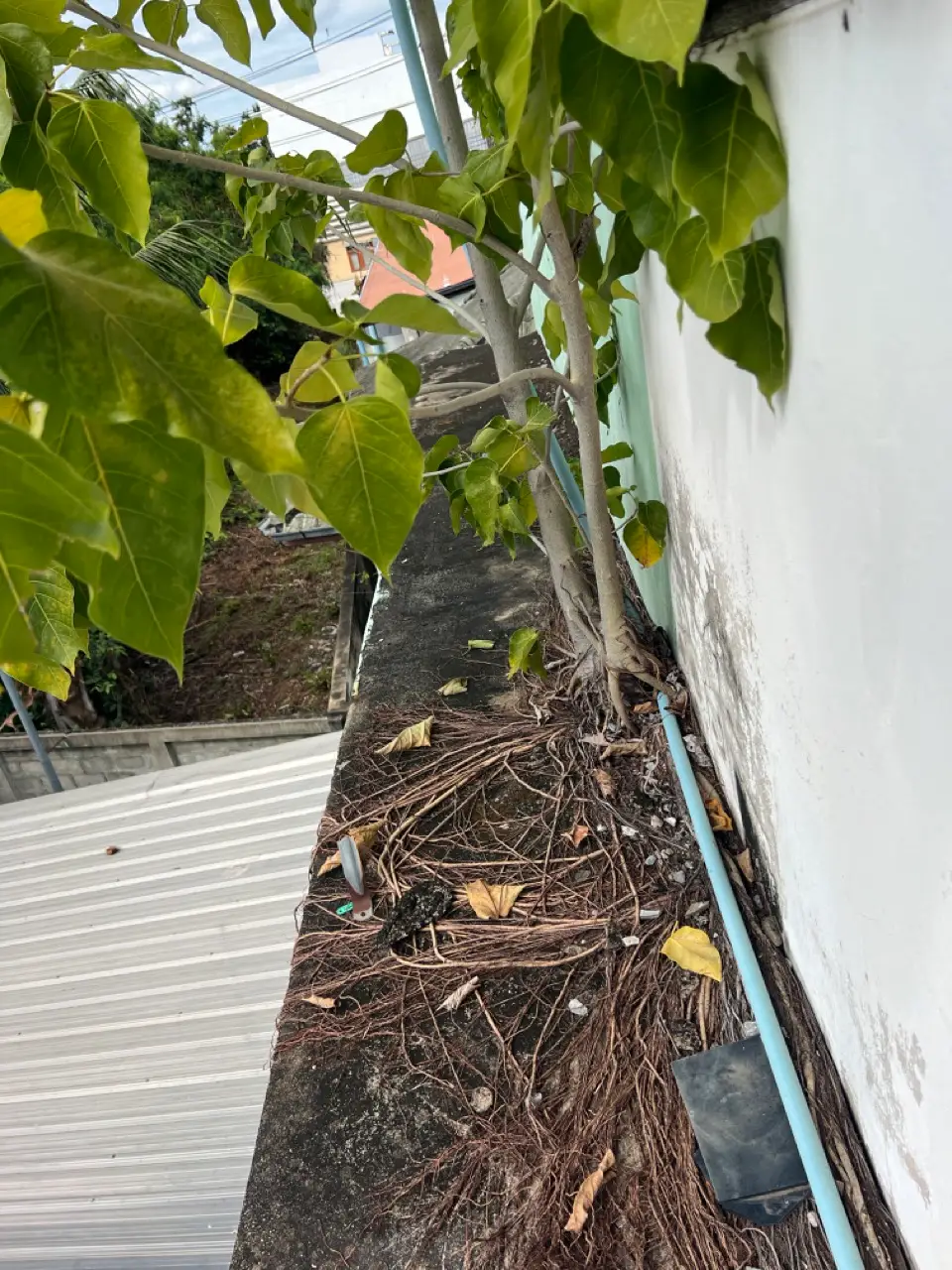 ต้นโพธิ์บนระเบียงดาดฟ้า